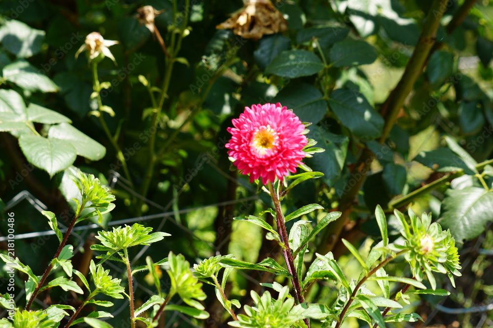 Fototapeta premium summer glow