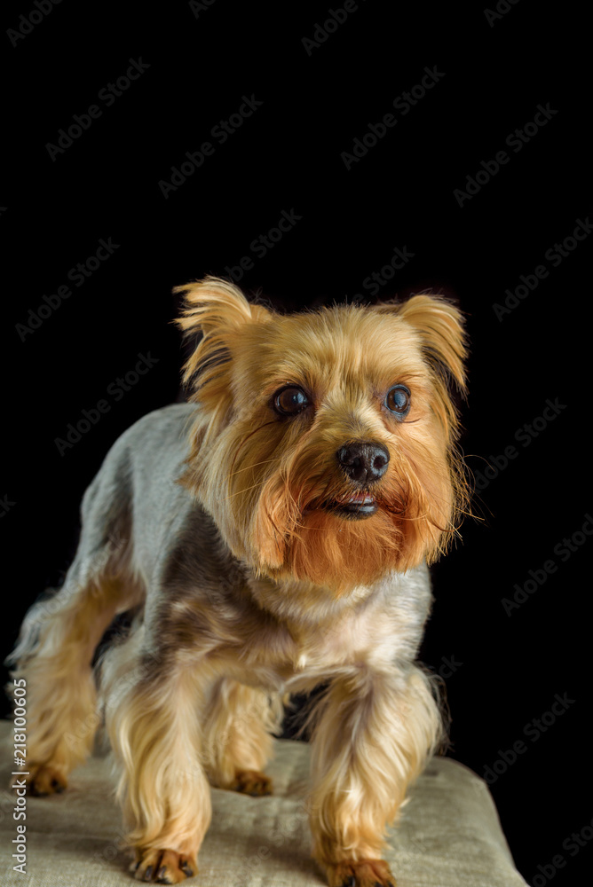 portrait of a Yorkshire terrier in a photo studio on a dark background portrait of a Yorkshire terrier in a photo studio on a dark background