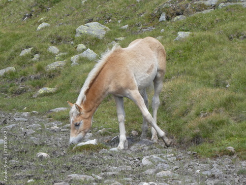brown foal in the mountains