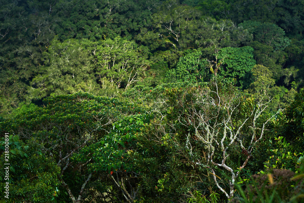 Tree crowns. View of mixed rainforest with many varieties of trees. Beautiful green forest background. Fresh green forest with shades of green trees pattern. Curved trunk and branches tropical plants Tree crowns. View of mixed rainforest with many varieties of trees. Beautiful green forest background. Fresh green forest with shades of green trees pattern. Curved trunk and branches tropical plants