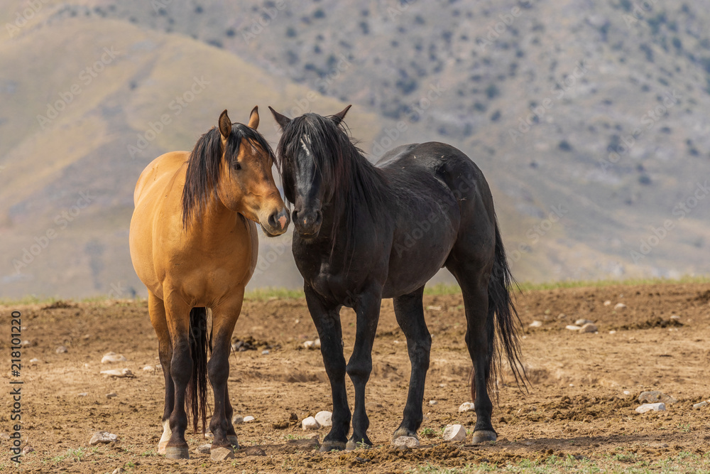 Wild Horses in the Utah Desert in Sumemr Wild Horses in the Utah Desert in Sumemr