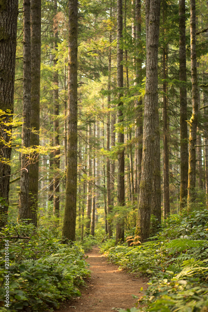 Fototapeta premium Trees in the forest