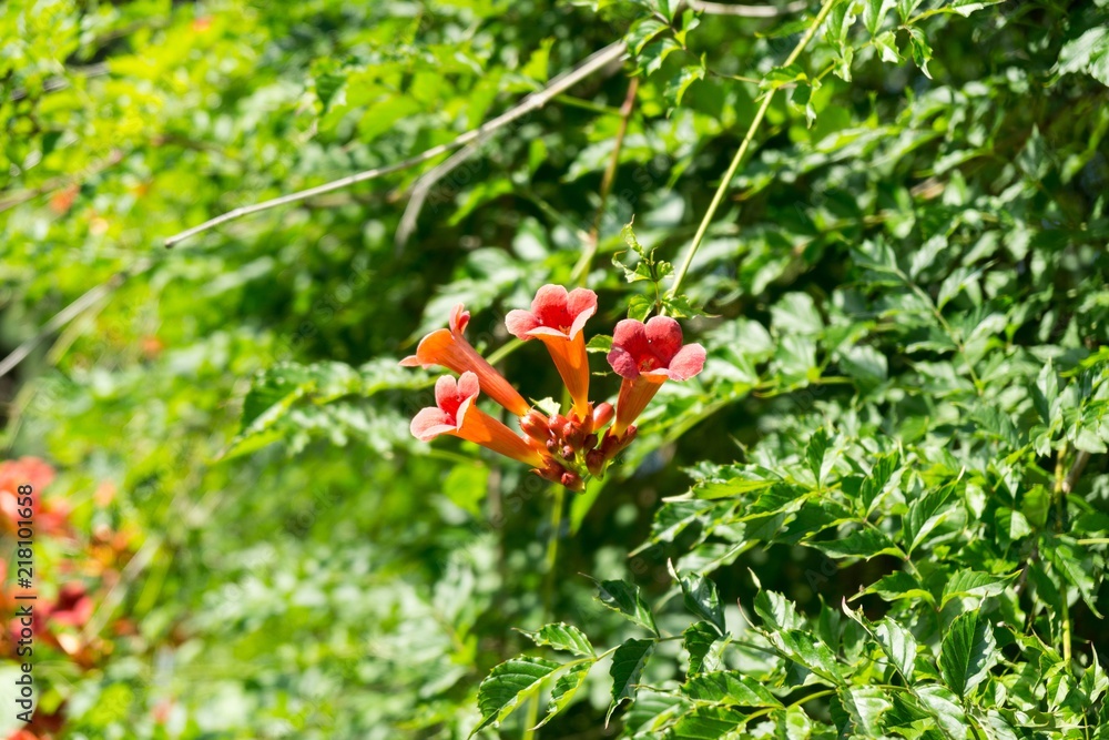 Trumpet vine tree flowers. Slovakia Trumpet vine tree flowers. Slovakia