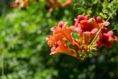 Trumpet vine tree flowers. Slovakia photo