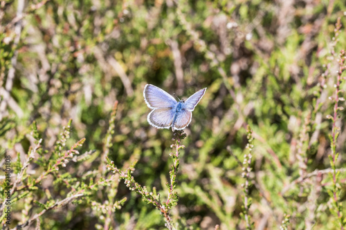 Schmetterling mit ausgebreiteten Flügeln auf einer Heideblüte