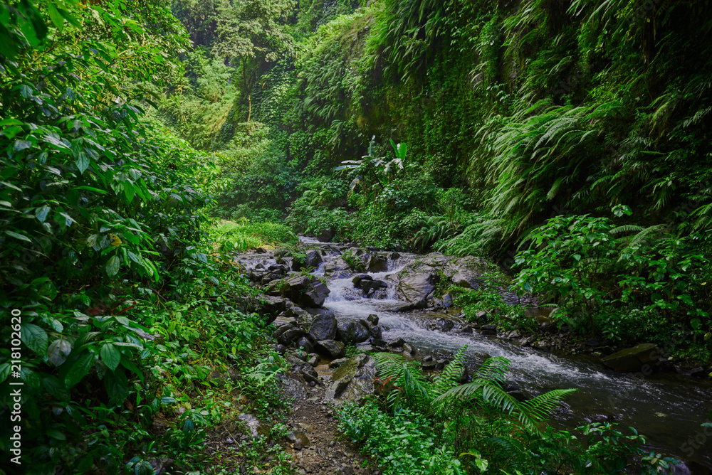 Amazing scenic view of a tropical forest with a river on a background of green trees in the morning sun. Mountain rainforest wate stream with fast flowing water and big stones. Travel concept.