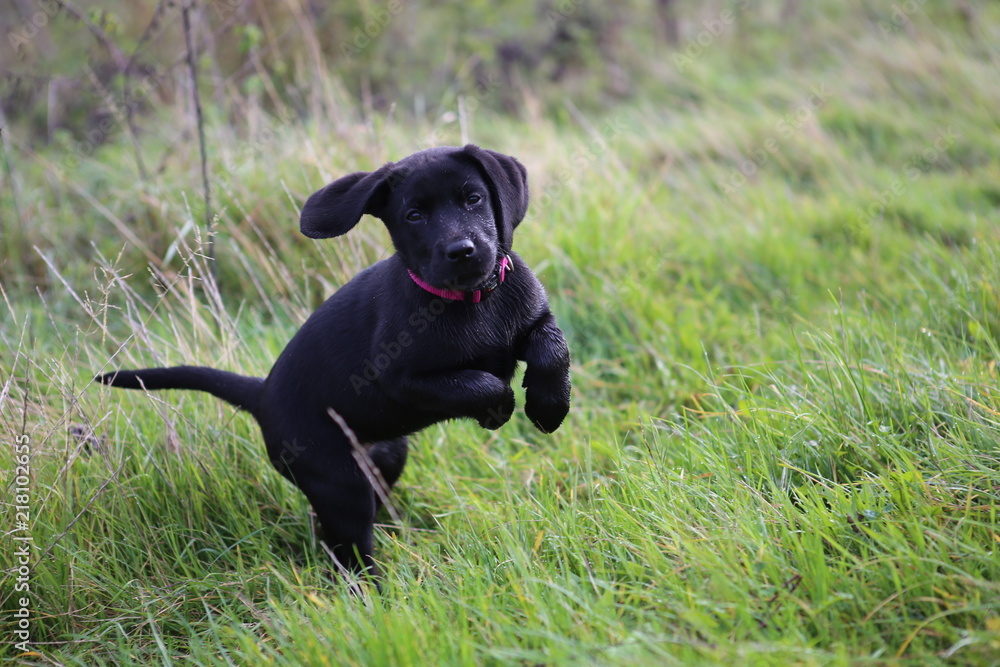 Labrador Baby