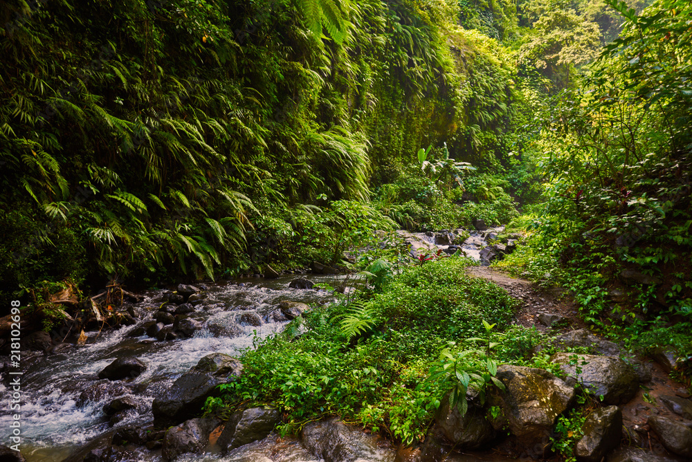Amazing scenic view of a tropical forest with a river on a background of green trees in the morning sun. Mountain rainforest wate stream with fast flowing water and big stones. Travel concept.