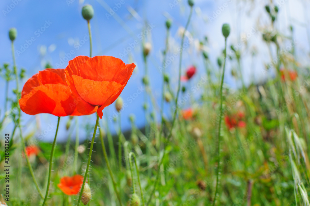 Two beautiful poppies against the blue sky Two beautiful poppies against the blue sky