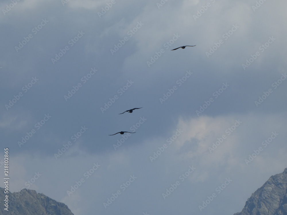 crows in the sky over a summit rock in the mountains