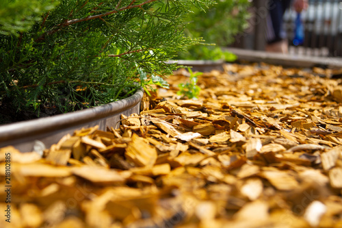 Decorative mulch, mulching, bark with an alement of the flower bed. Wood chips. Natural pine mulch yellow colored for flower beds and lawns. Focus on the center of the frame. The edges are blurred. photo