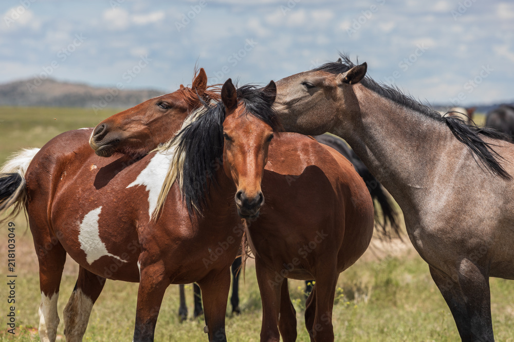 Wild Horses in the Utah Desert in Sumemr Wild Horses in the Utah Desert in Sumemr