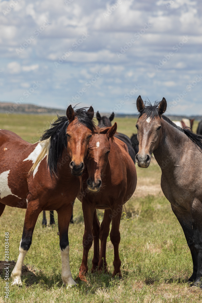 Wild Horses in the Utah Desert in Sumemr