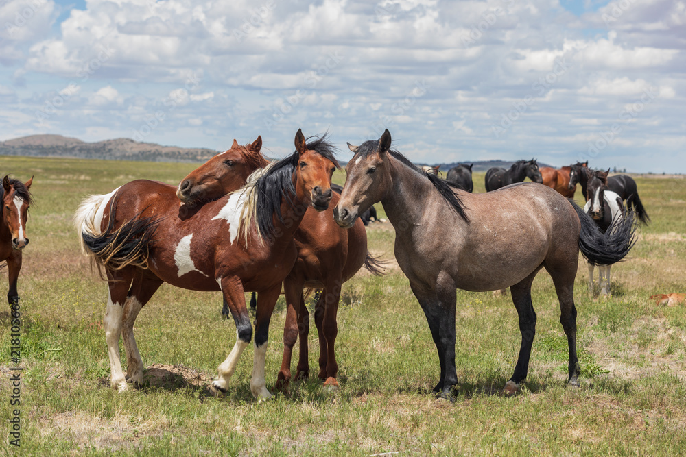 Wild Horses in the Utah Desert in Sumemr Wild Horses in the Utah Desert in Sumemr