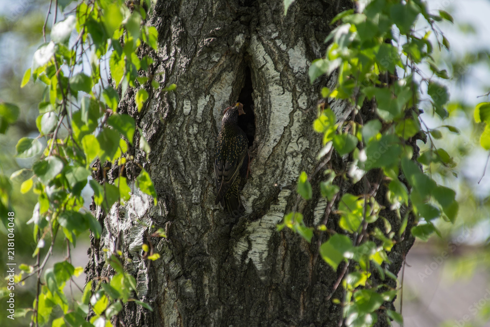 Obraz premium Spring, the starling brought food to small chicks.