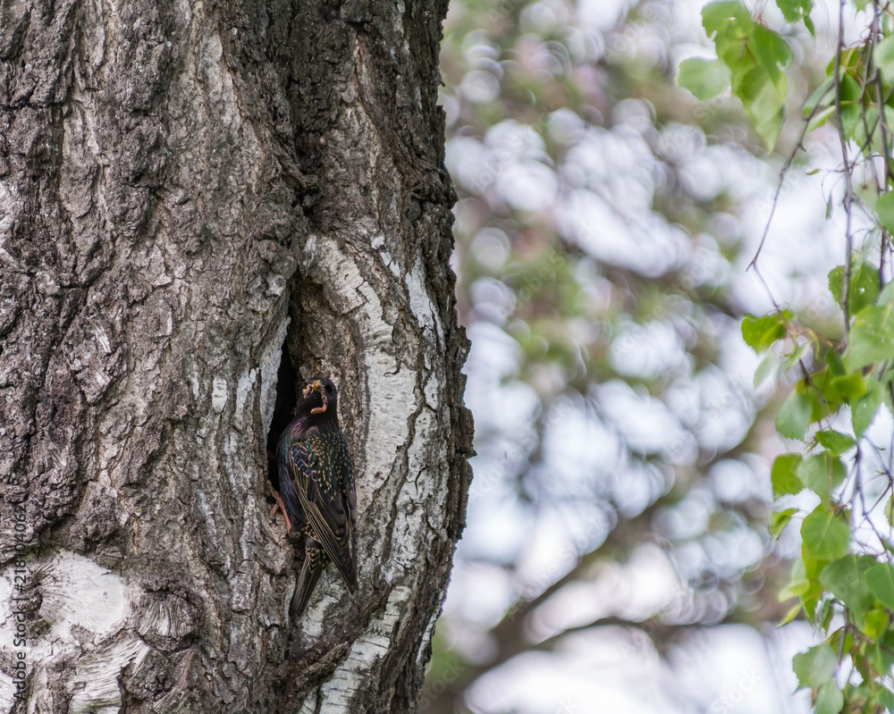 Obraz premium Spring, the starling brought food to small chicks.