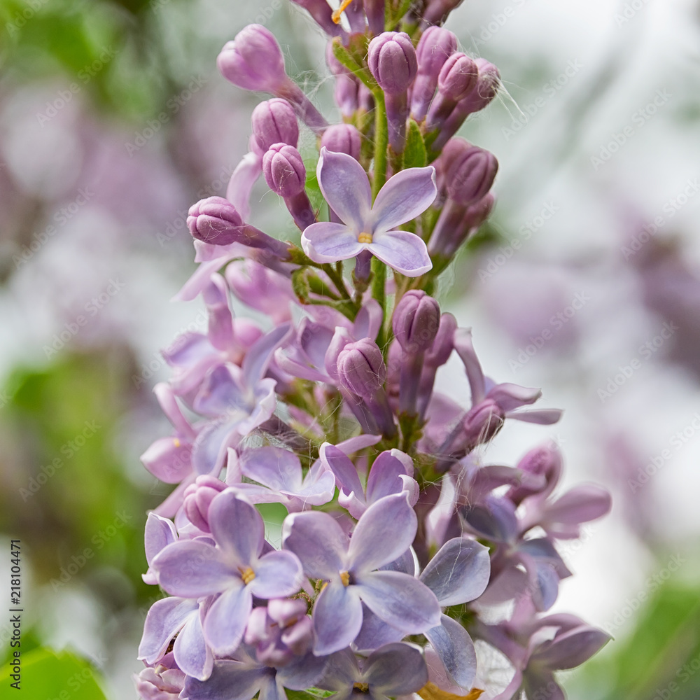 Lilac branch on green background Lilac branch on green background