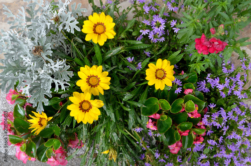 Blumenbeet im Garten photo