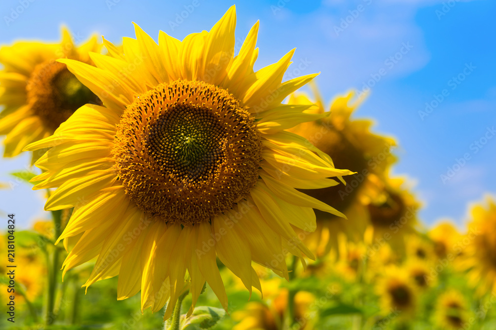 Yellow sunflower, field of sunflowers