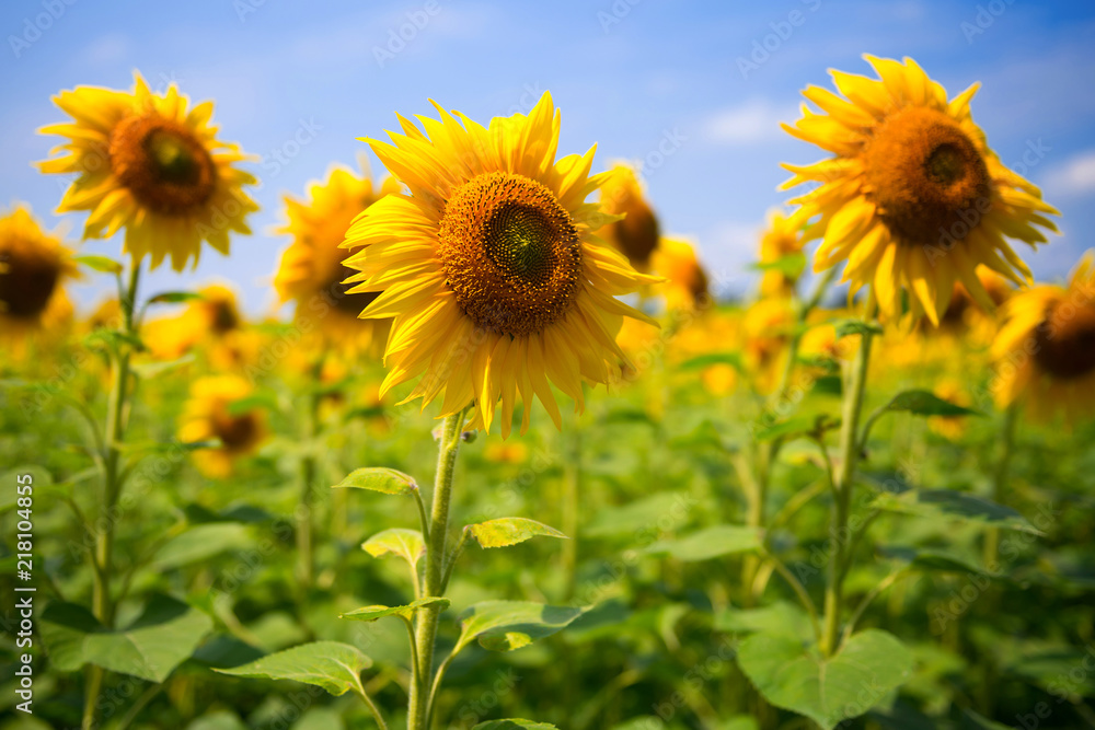 Fototapeta premium Yellow sunflowers, against the sky. Field of sunflowers on a bright sunny day.