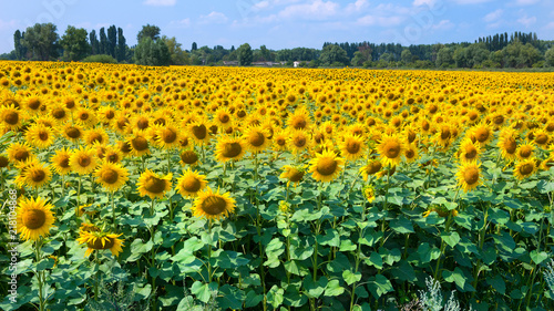 Field of sunflowers on a bright sunny day. Sunflowers natural background, Sunflower blooming
