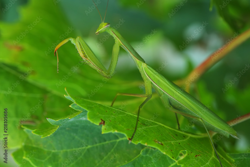 green mantis macro green mantis macro