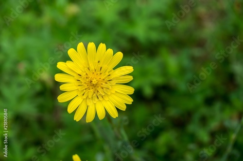 Dandelion in the grass. Slovakia