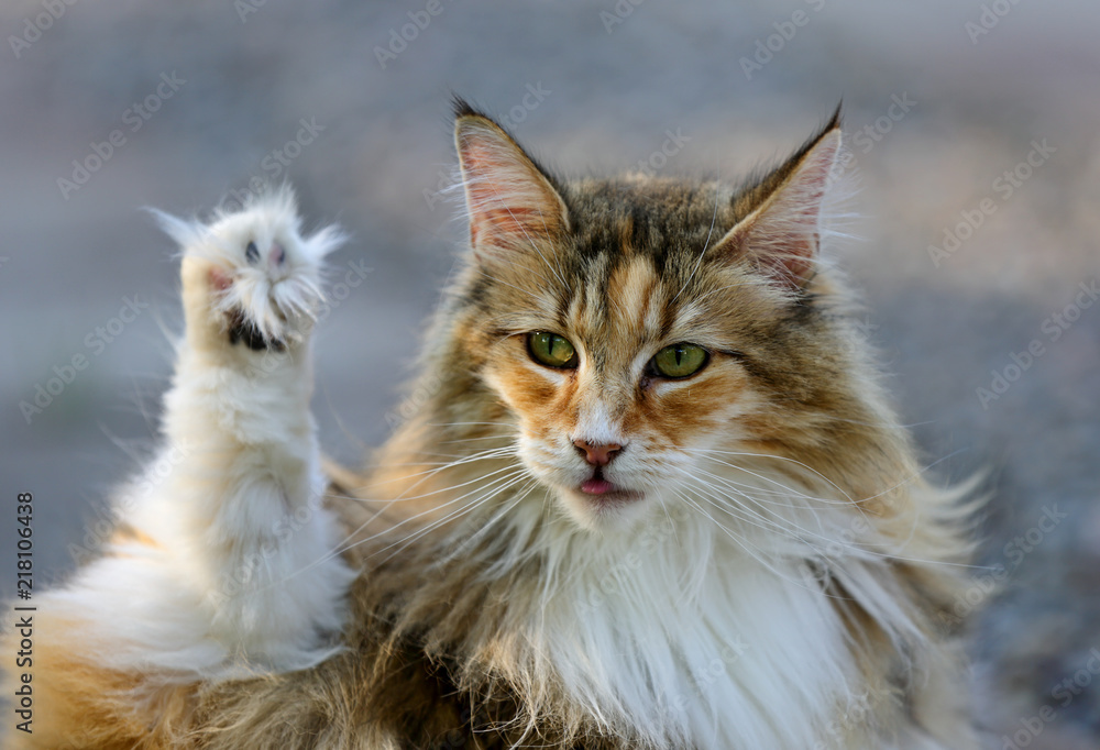 Norwegian forest cat female lifting her paw