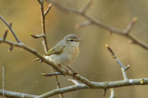 Common chiffchaff sings a song in the spring during the breeding season.