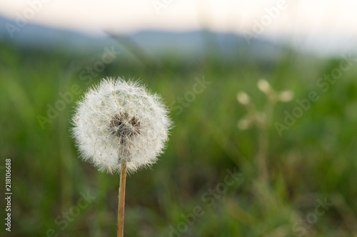 Dandelion in the grass. Slovakia