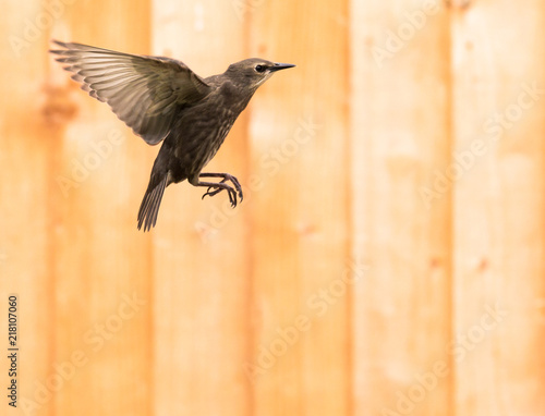young starling on flight © Frank Eccles