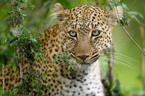 Leopard  Panthera pardus  hiding in bush  Masai Mara  Kenya  Africa