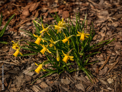 Yellow flowers in the garden