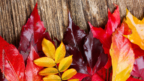 Yellow and red Fall leaves border on wooden background banner