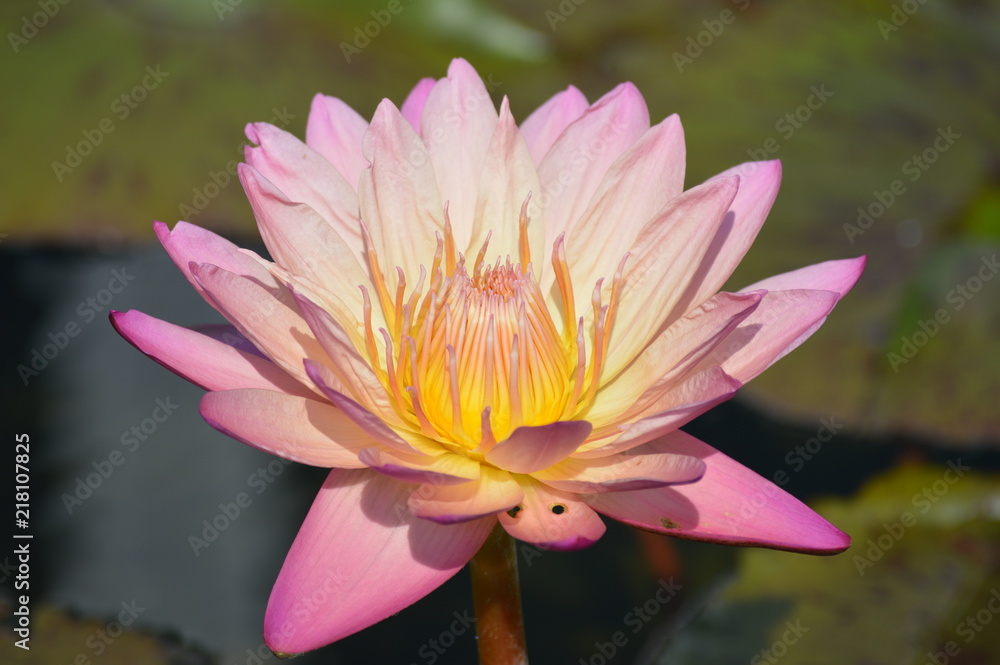 Water lily blooming on the pond Water lily blooming on the pond
