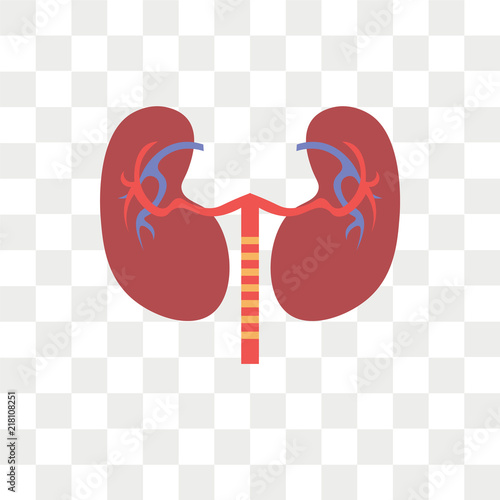 Kidney vector icon isolated on transparent background, Kidney logo design