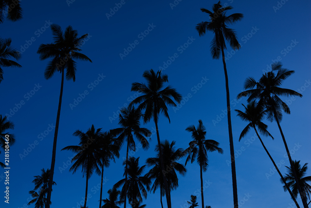 Contrasting green leaves palm trees against a bright blue sky. Palm trees at beach. Travel, summer, vacation and tropical concept. Coconut palm trees, beautiful tropical background. Vintage toned.