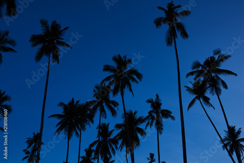 Contrasting green leaves palm trees against a bright blue sky. Palm trees at beach. Travel, summer, vacation and tropical concept. Coconut palm trees, beautiful tropical background. Vintage toned. © eskstock