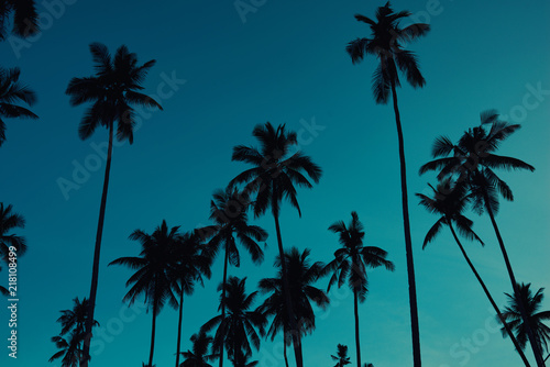 Palm trees against blue sky. Tropical coast. Vintage toned and stylized  coconut tree  summer tree  retro. Beautiful sunset background. Silhouettes of palm trees against sky during a tropical sunset.