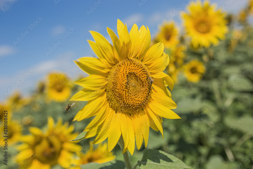 field of blossoming sunflowers against the blue sky
