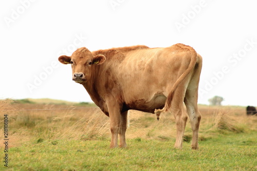 Icelandic bull