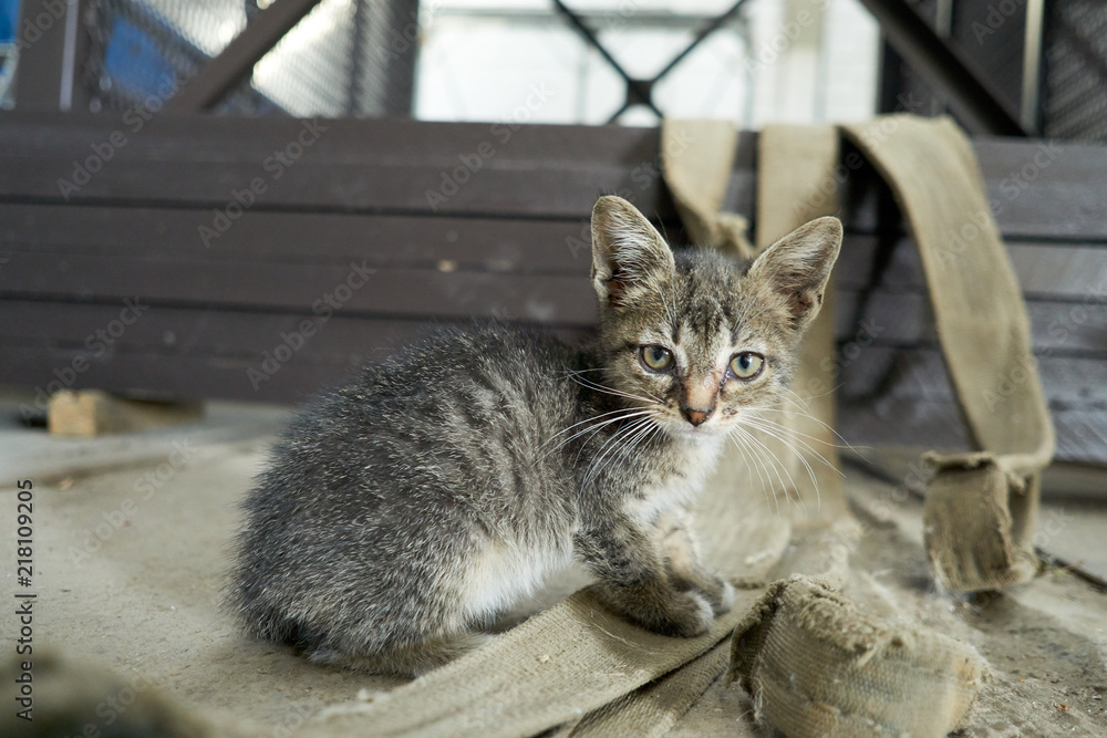 kitten plays in the factory room