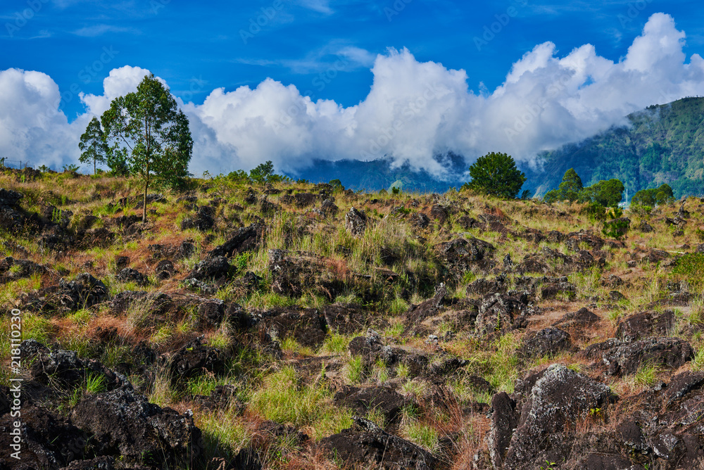 Landscape of Batur volcano on Bali island, Indonesia. Vegetation covering an old lava flow on the slopes of mount. An old lava flow from mount provides fertile soil for vegetation.