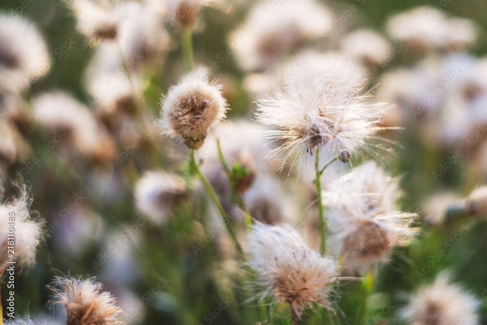 . Cirsium arvense