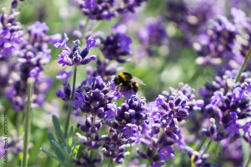Fototapeta Naklejka Na Ścianę i Meble -  Bumblebee on lavender flower. Slovakia