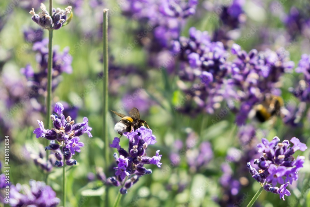 Bumblebee on lavender flower. Slovakia Bumblebee on lavender flower. Slovakia