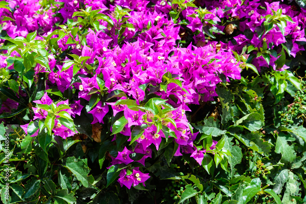 background purple flowers of bougainvillea grow together with vines of grapes