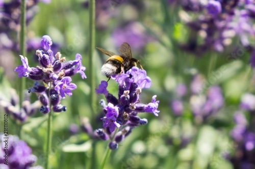 Fototapeta Naklejka Na Ścianę i Meble -  Bumblebee on lavender flower. Slovakia