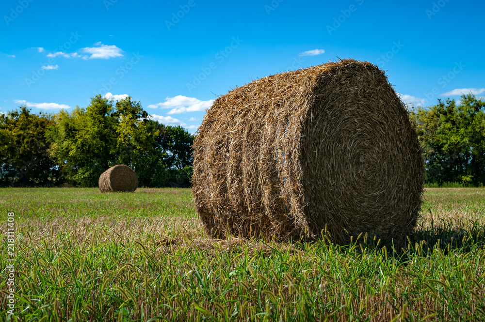 Roll of hay in the countryside after harvesting wheat Roll of hay in the countryside after harvesting wheat