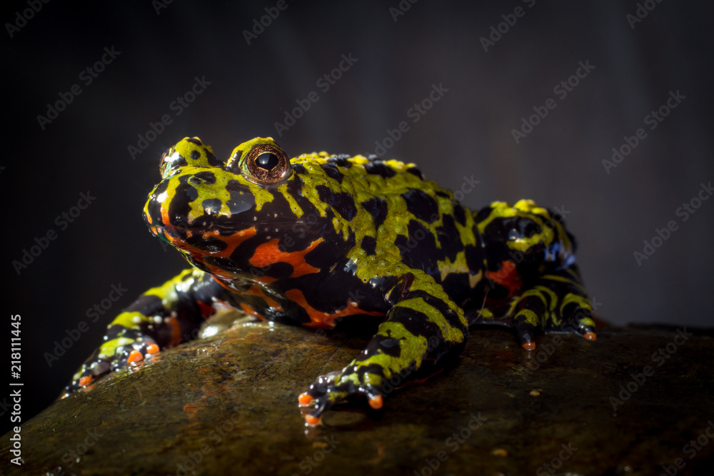 Fototapeta premium Fire Bellied Toad